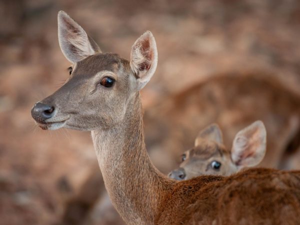 4 Days Safari Tarangire National Park, Ngorongoro Crater and Serengeti National Park