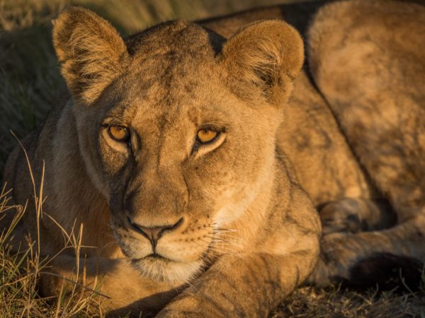 6 Days Safari Tarangire, Lake Manyara, Ngorongoro Crater and Serengeti National Park