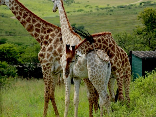 3 Days Safari Tarangire National Park, Lake Eyasi and Ngorongoro Crater