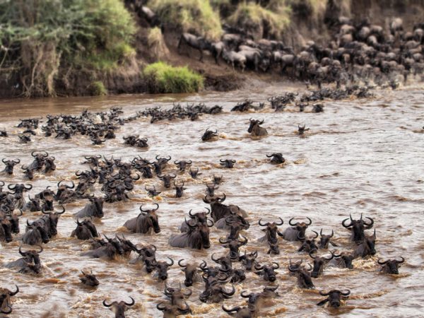 6 Days Safari Tarangire, Lake Manyara, Ngorongoro Crater and Serengeti National Park