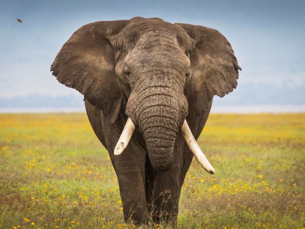 4 Days Safari Tarangire National Park, Ngorongoro Crater and Serengeti National Park