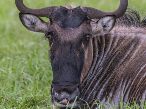 4-Day Classic Kruger Park Safari