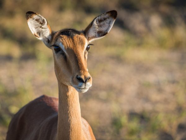 3 Days Safari Tarangire National Park, Lake Eyasi and Ngorongoro Crater