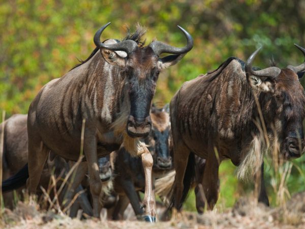 4 Days Safari Tarangire National Park, Ngorongoro Crater and Serengeti National Park
