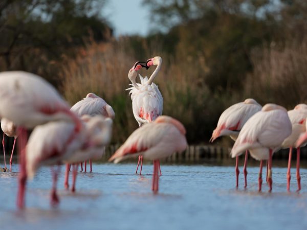 3 Days Safari Tarangire National Park, Lake Eyasi and Ngorongoro Crater