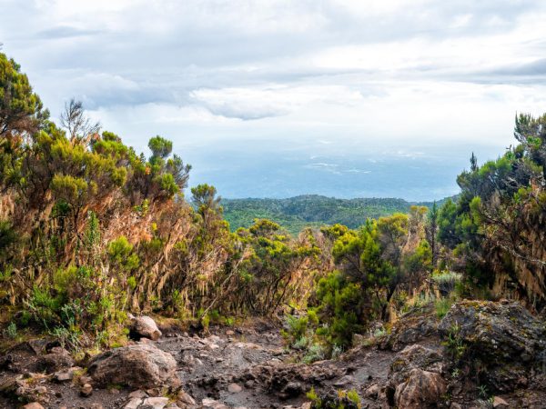 6 Days Kilimanjaro Machame Route