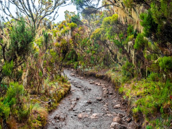 6 Days Kilimanjaro Machame Route