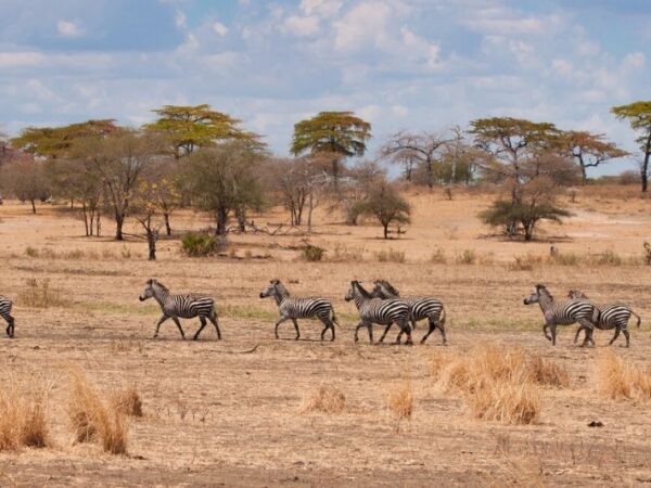 4 Days Safari Masai Mara National Reserve