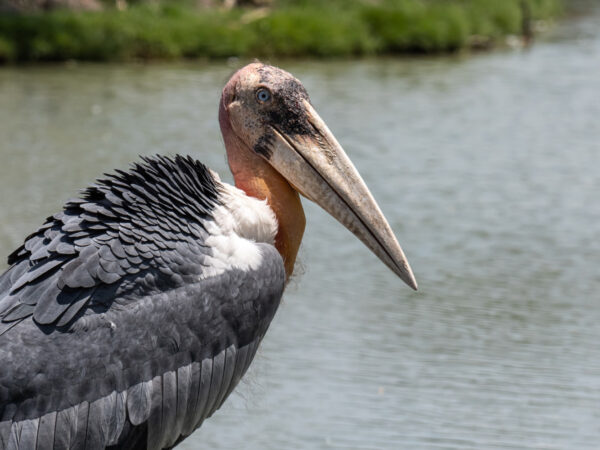 8 Days Safari Masai Mara National Reserve, Lake Naivasha & Lake Nakuru National Park