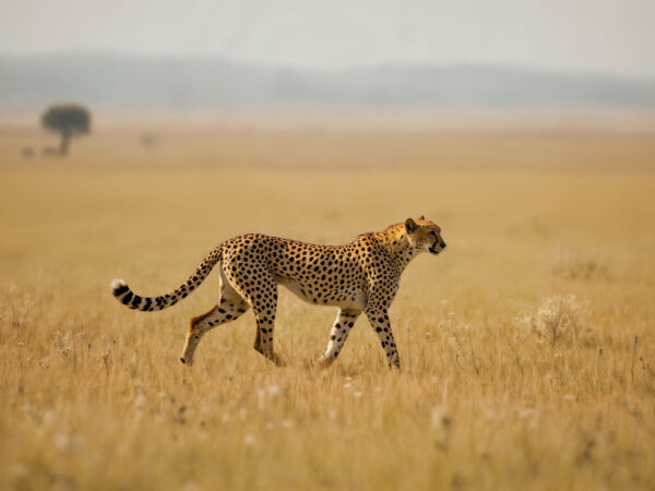 8 Days Safari Masai Mara National Reserve, Lake Naivasha & Lake Nakuru National Park