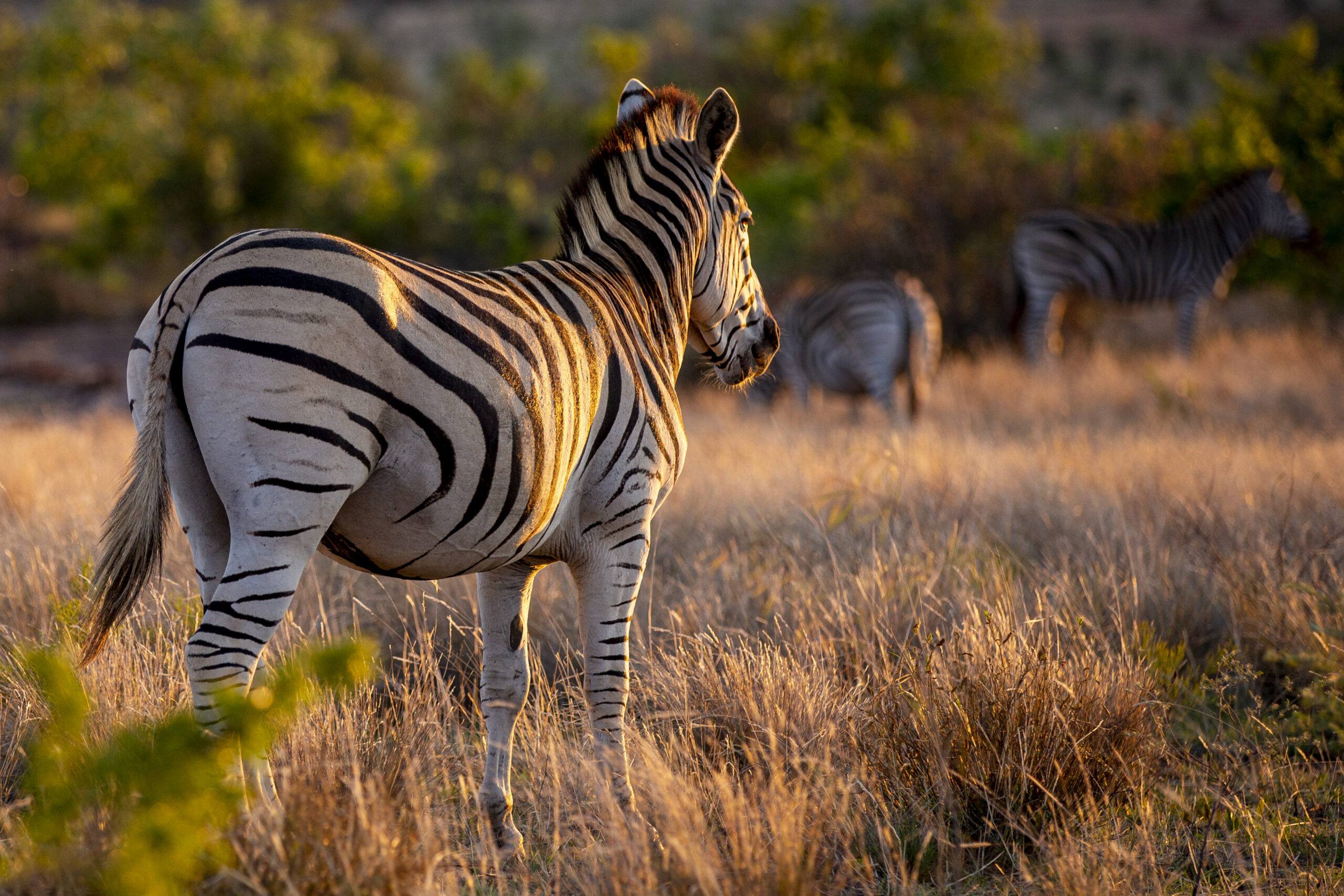 Lake Nakuru National Park