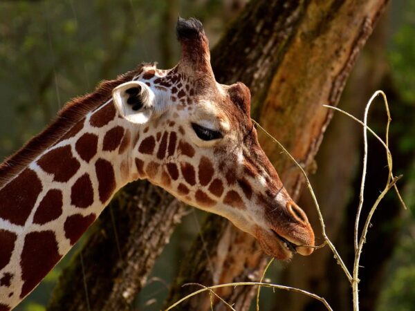 7 Days Safari Masai Mara National Reserve & Lake Nakuru National Park