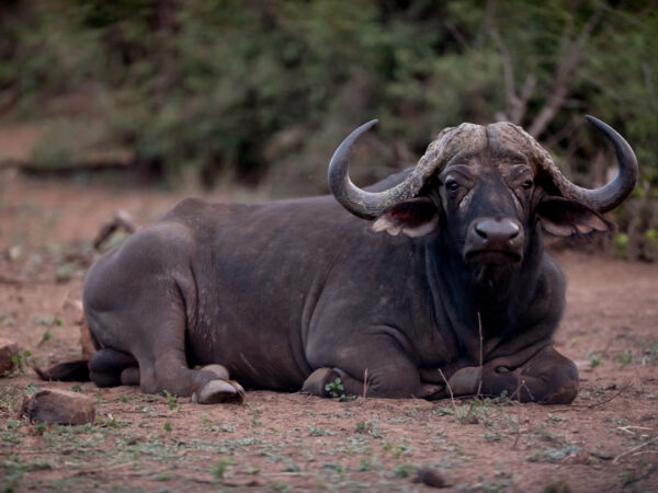 4-Day Luxury Radisson Kruger Safari