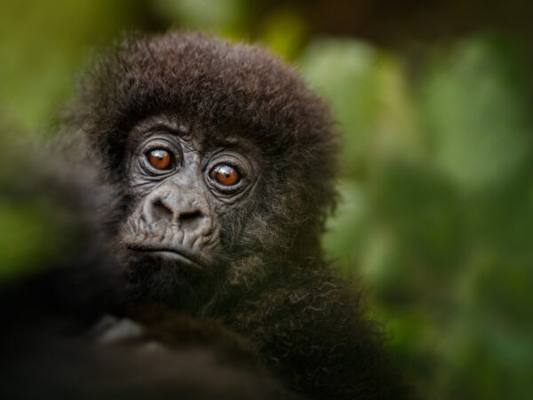 3-Day Murchison Fall Expedition Rhinos Chimp Game Drives