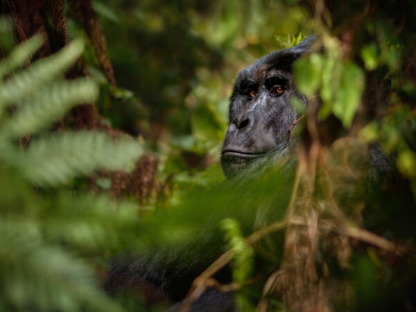 7-Day Wildlife Safari and Gorilla Tracking