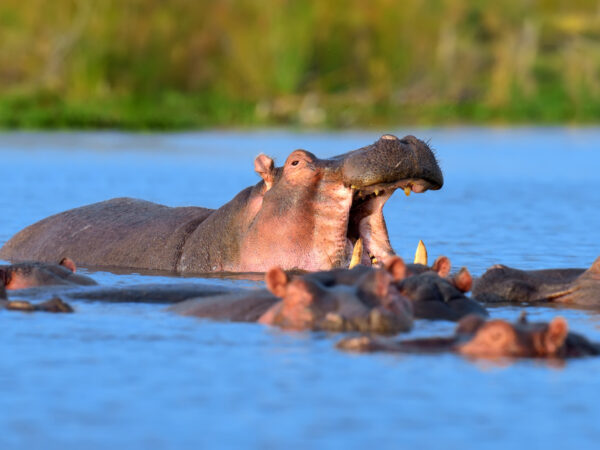 3-Day Murchison Fall Expedition Rhinos Chimp Game Drives