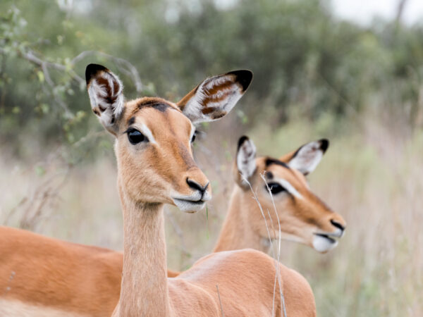 4-Day Luxury Ivory Moon Safari in the Kruger