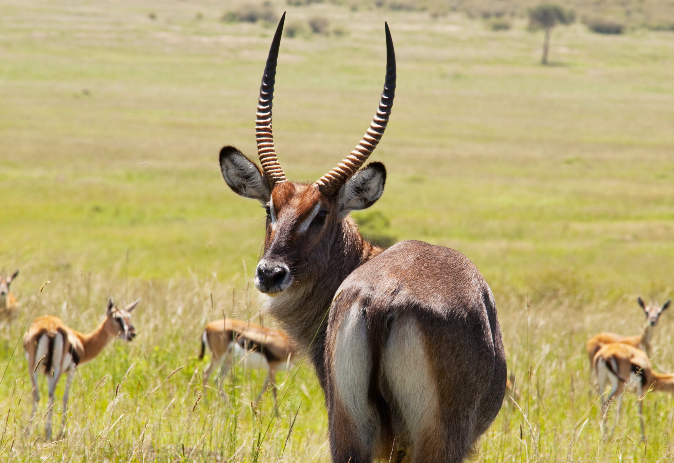 antelope Gemsbok
