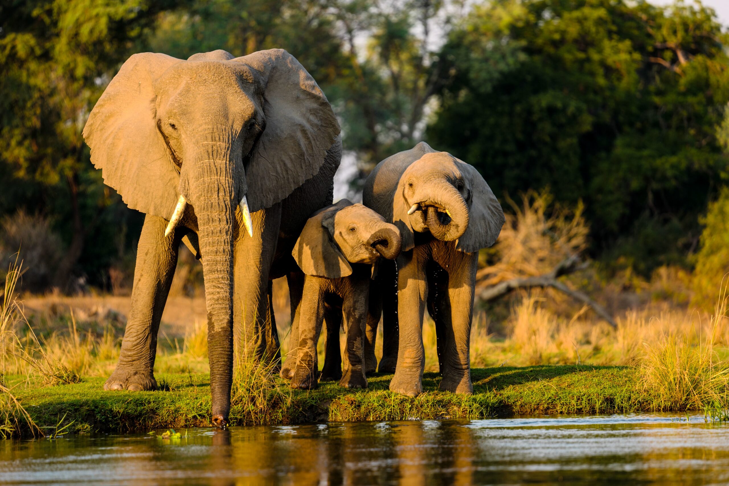 A closeup shot of elephants standing near the lake at sunset