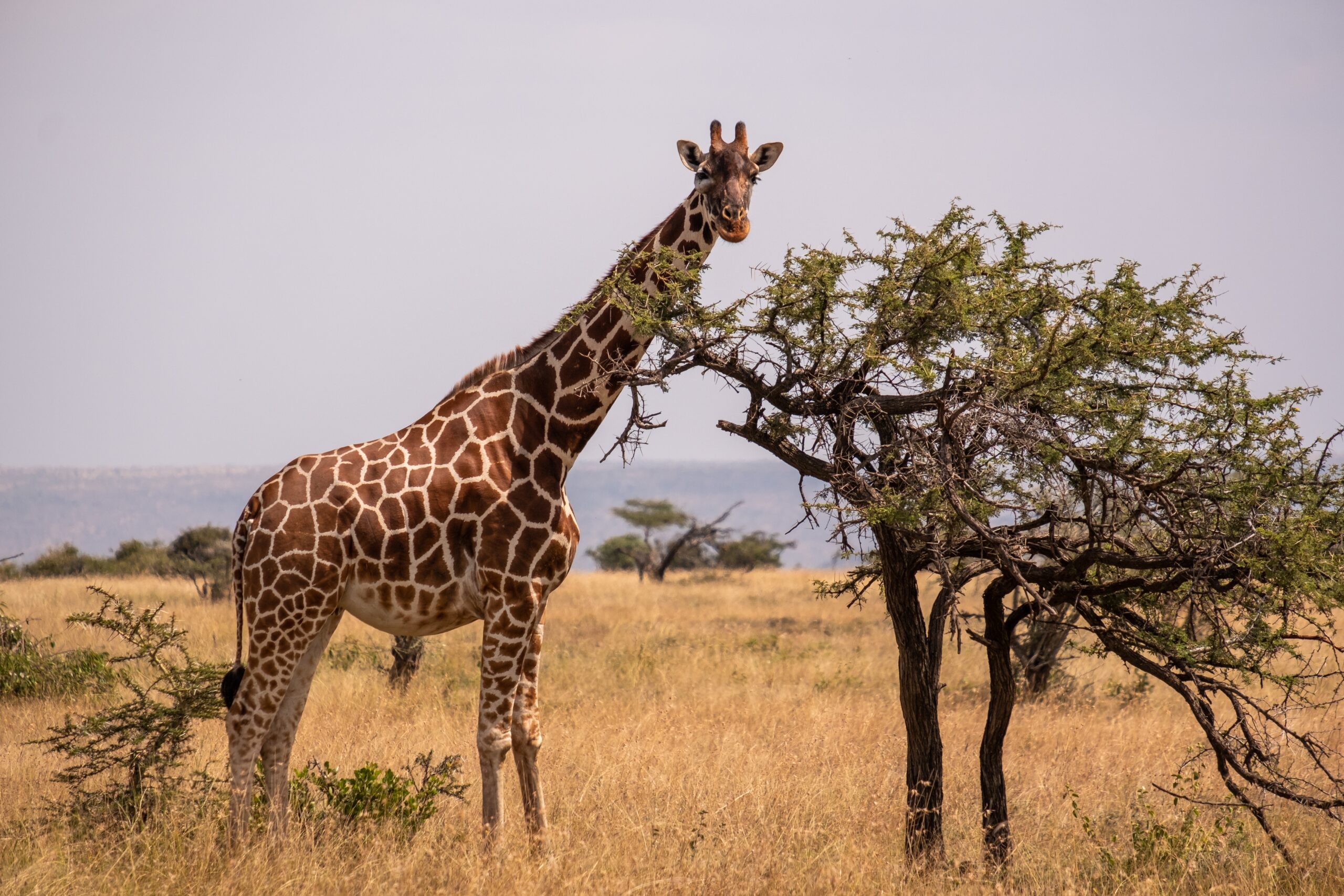 A giraffe grazing by a tree in the middle of the African jungle in Samburu, Kenya
